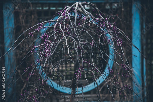 Obraz Spring in Ohio