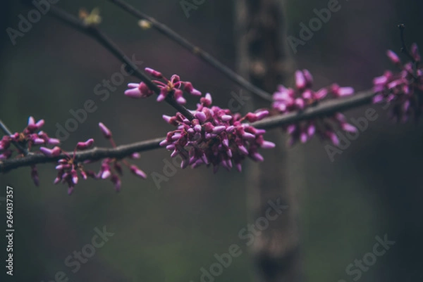 Obraz Spring in Ohio