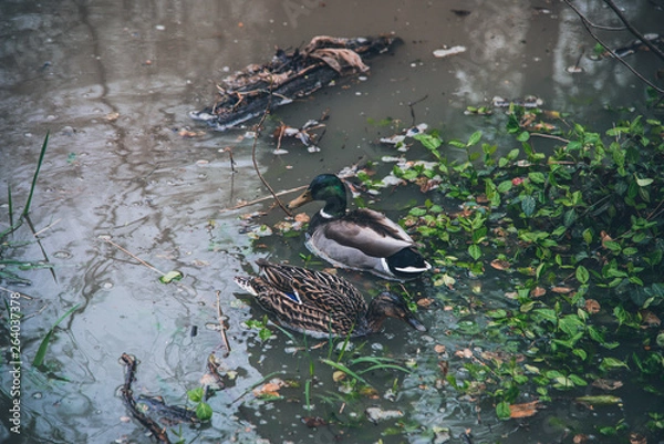 Obraz Spring in Ohio