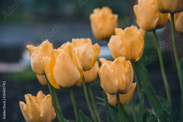 Obraz Spring in Ohio