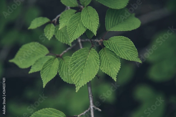 Obraz Spring in Ohio