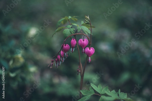 Obraz Spring in Ohio