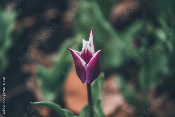 Obraz Spring in Ohio