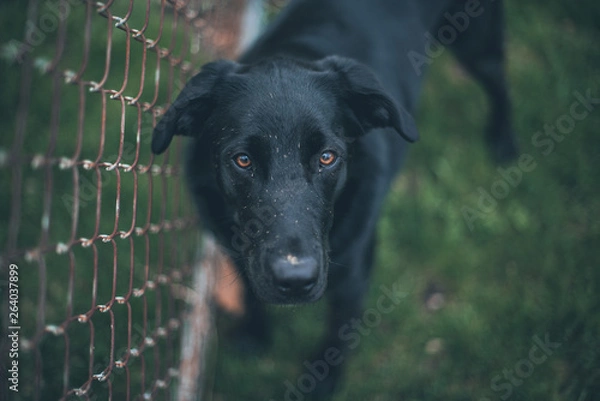 Obraz Spring in Ohio