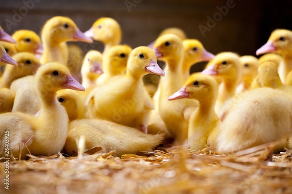 Obraz Little Ducklings