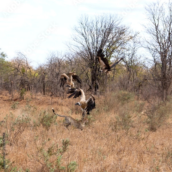 Obraz Cheetah Chasing Vultures