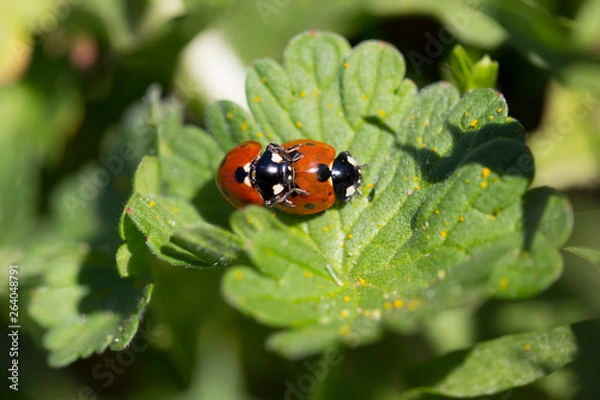 Fototapeta Red Ladybirds in Love in the green Nature