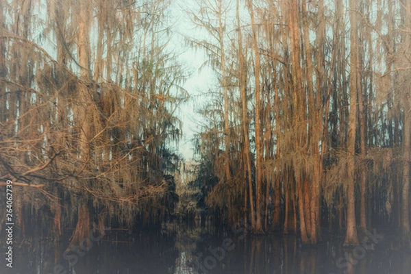 Fototapeta Creepy bald cypress trees with overhanging spanish moss at Caddo Lake