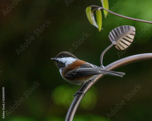 Obraz Mountain Chickadee