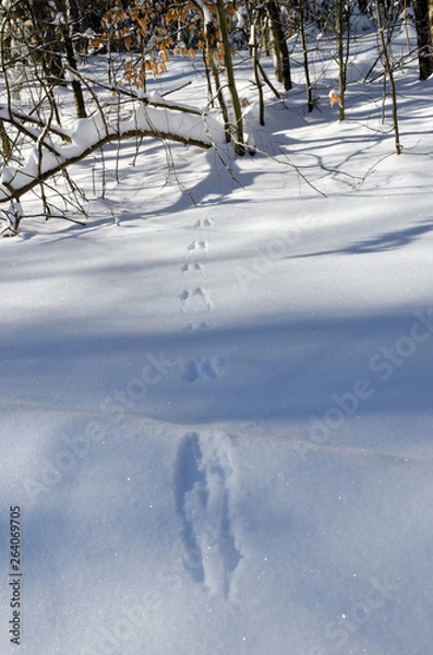 Fototapeta Winter forest