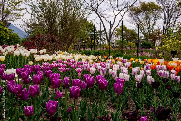 Fototapeta 久住高原のチューリップ
