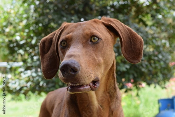 Fototapeta Perro de Caza