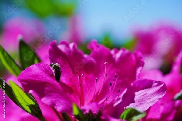 Fototapeta つつじの花が満開の春の風景