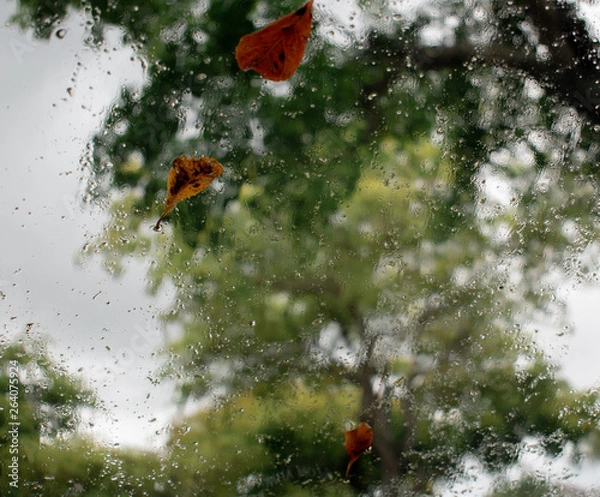 Obraz Leaves in a raining day 