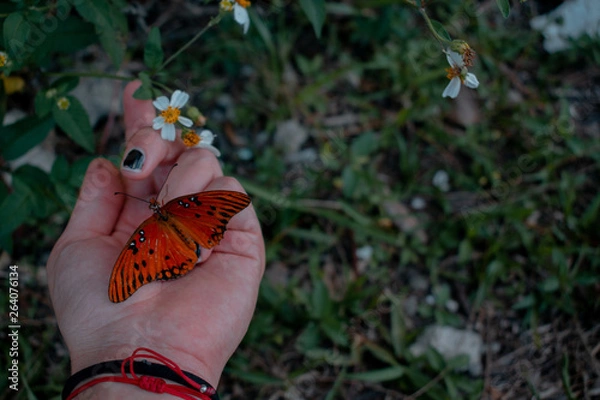 Obraz Butterfly on my hand 