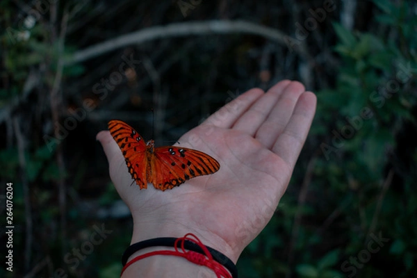 Obraz Butterfly on my hand 