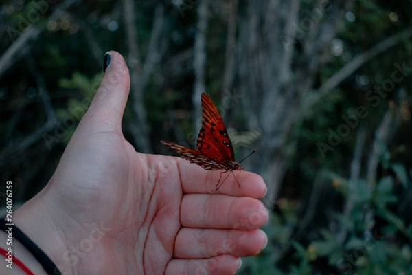 Obraz Butterfly on my hand 