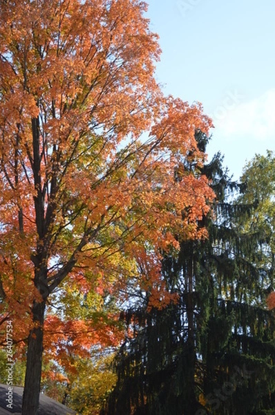 Fototapeta colors2weepnpine