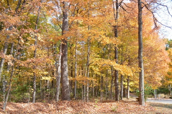 Fototapeta forestofyellow