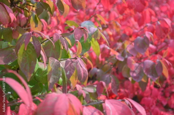 Fototapeta grnnredburn