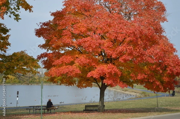 Fototapeta oldmanwatchindux
