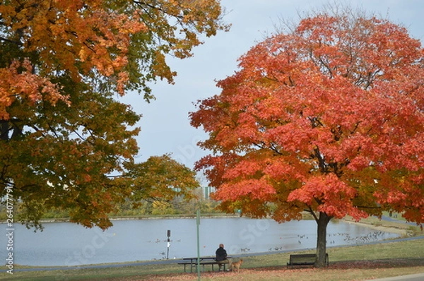 Fototapeta oldmanndogwatchindux