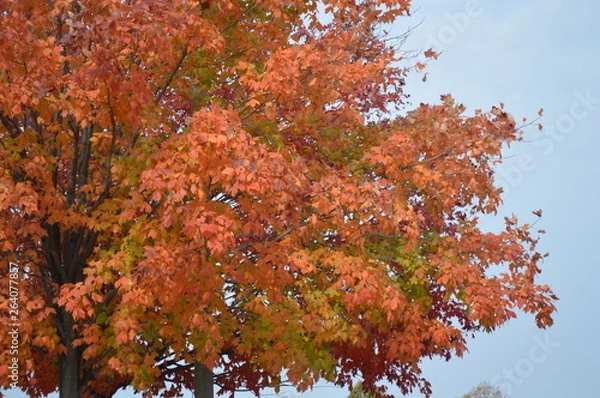 Fototapeta rainbowinonetree