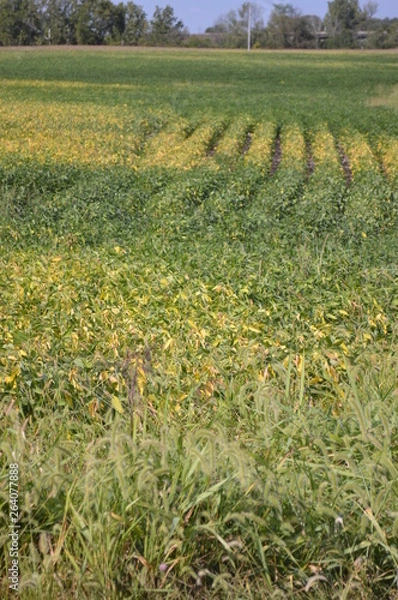 Fototapeta rowsofsoy