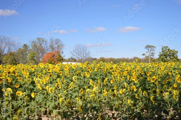 Fototapeta sunflowersnclouds