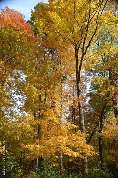 Fototapeta tallcolrs