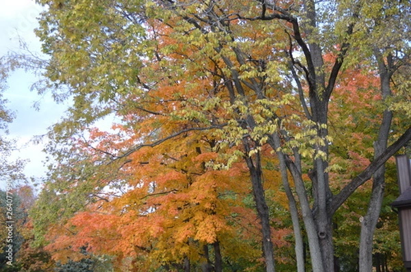 Fototapeta trunks2colrs