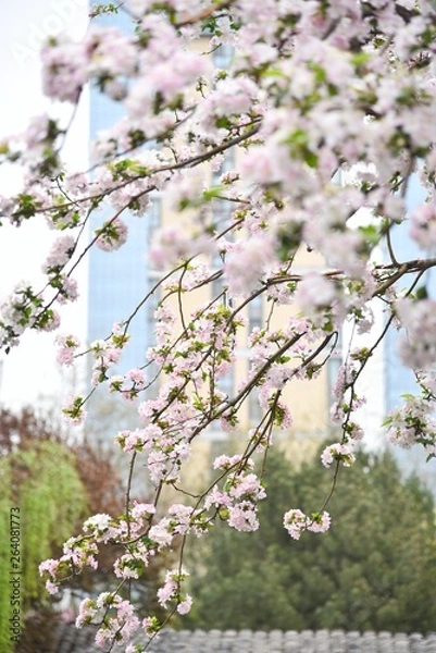 Obraz flowers in spring