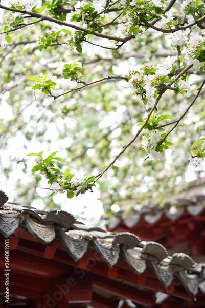 Obraz apple tree in bloom
