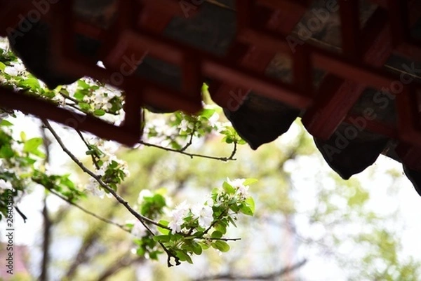 Obraz leaves on tree