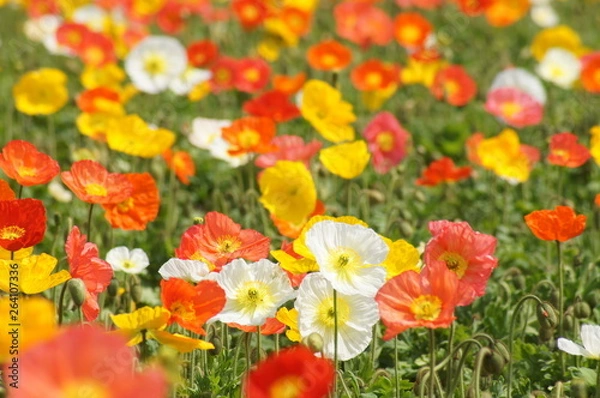 Obraz アイスランドポピー