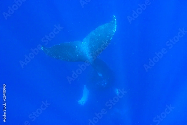 Obraz 小笠原の青い海を泳ぐザトウクジラの親子