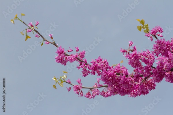 Fototapeta The branch of the Judean tree