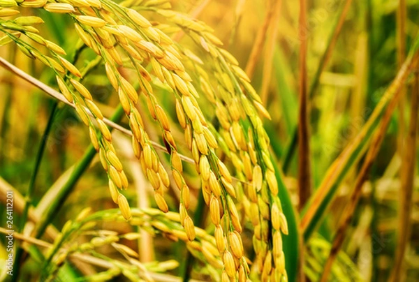 Obraz Close up of golden ear of rice getting ripe on paddy rice field