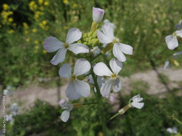 Fototapeta ダイコンの花