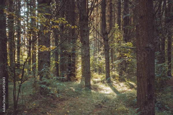 Obraz Autumn colours 