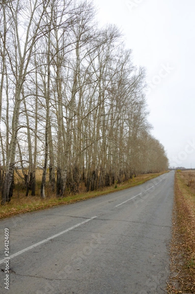Fototapeta Autumn road among the trees in Siberia