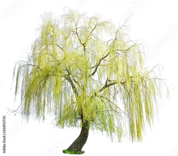 Obraz weeping willow in spring isolated on a white background. weeping willow isolate on a white background. White Willow (Salix Alba) isolated on white background
