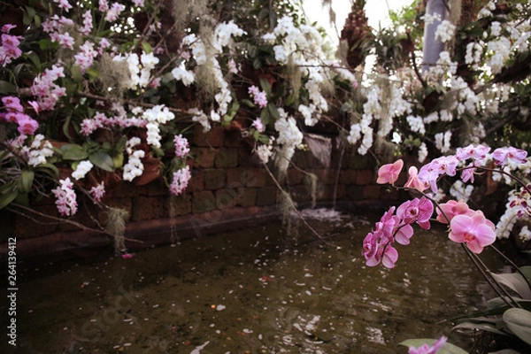 Obraz tulips in pool