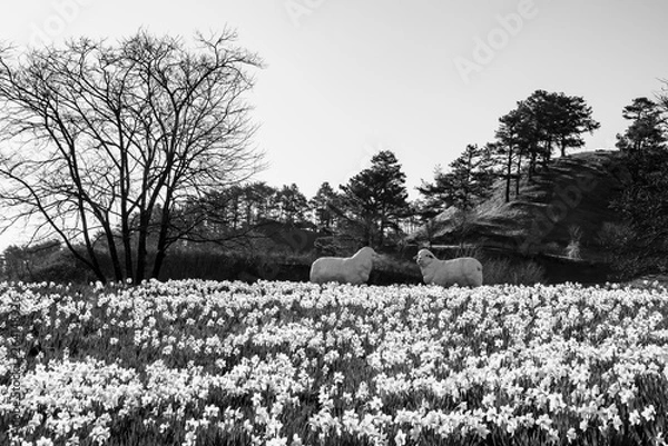 Fototapeta 지리산 치즈랜드 수선화 꽃동산