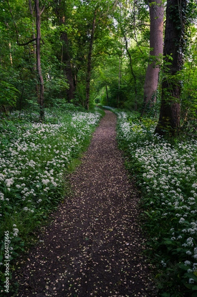 Fototapeta centered path in forest