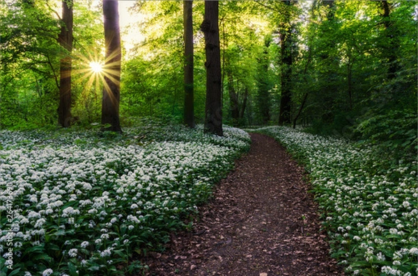 Fototapeta Footpath through forest at sunset