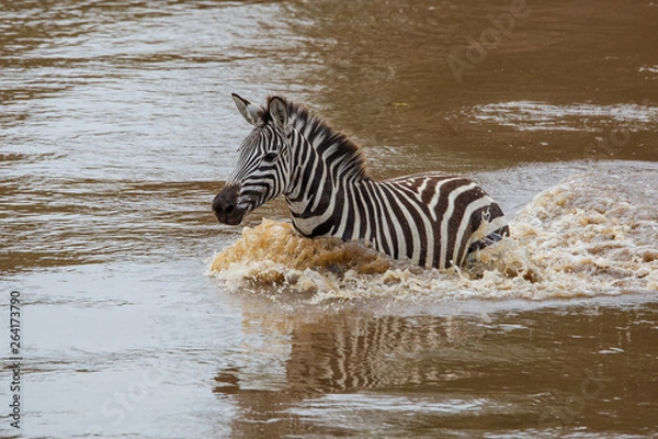 Fototapeta Zebra crossing the Mara River in the migration season in the Masai Mara NAtional Park in Kenya