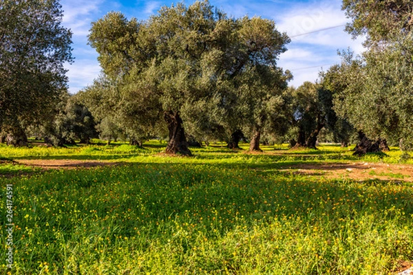 Fototapeta Italy, Ostuni, ancient olive trees in the characteristic Apulian countryside