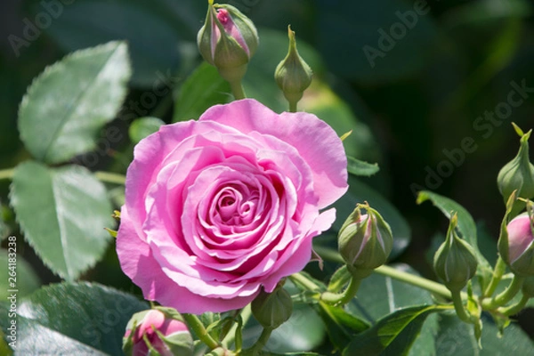 Fototapeta メアリーローズ