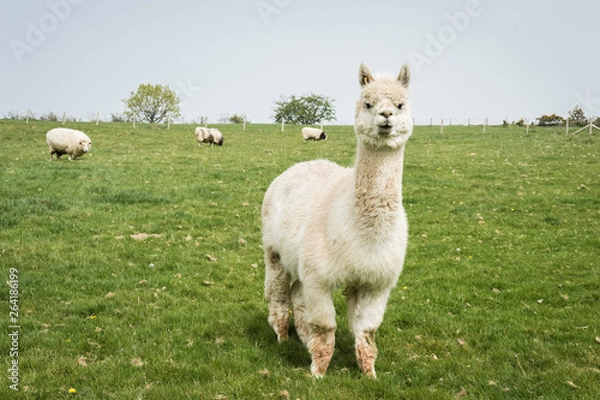 Obraz alpaca on a meadow